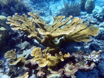 Fused Staghorn Coral
