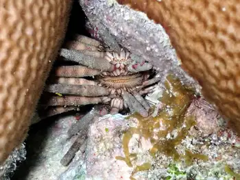 caribbean slate pencil urchin
