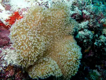 Mushroom Leather Coral