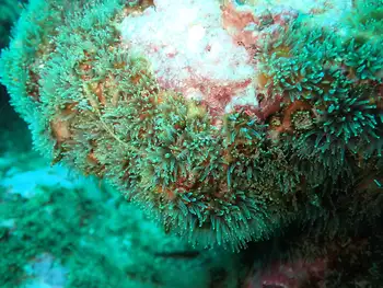 Anemone