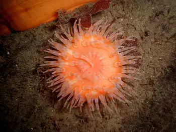 Painted Anemone