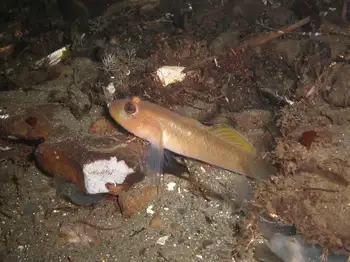 Blackeye Goby