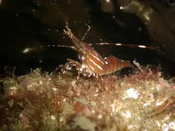 Pacific Prawn