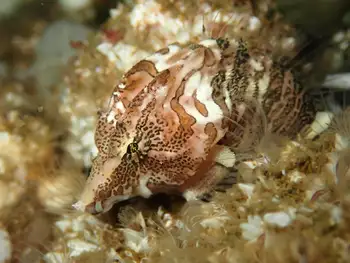 Grunt Sculpin