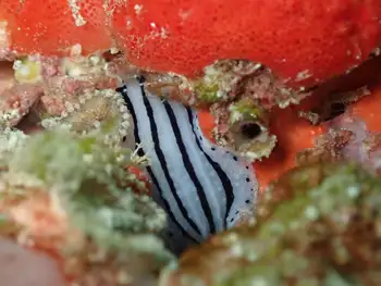 Striped Phyllidiopsis Nudibranch