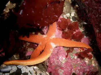 Encrusting Corraline Algae