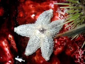 Giant Pink Star