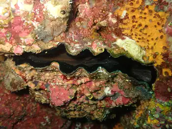 Scallop
