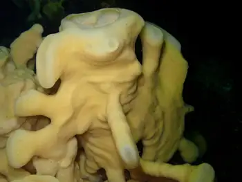 Cloud Sponge