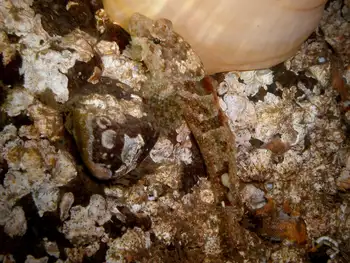 Sculpin