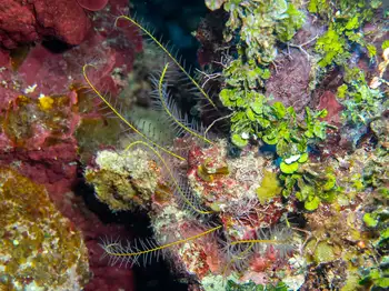 beaded feather star