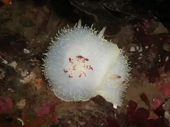 Nanaimo Nudibranchs
