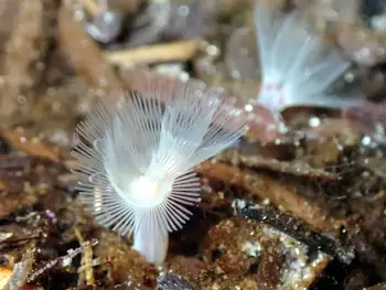 Coral
