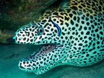 Fish