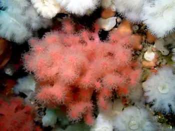 Red Soft Coral