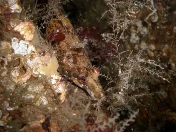 Hydroid
