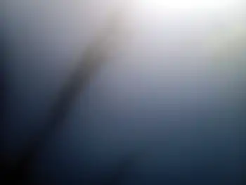 Kelp