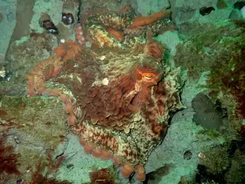 Giant Pacific Octopus