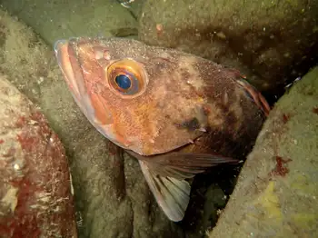Rockfish