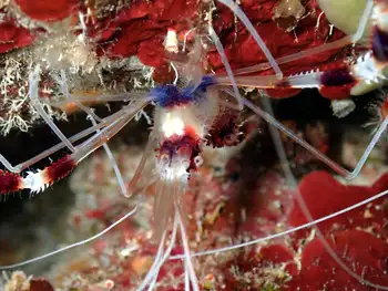 Banded Coral Shrimp