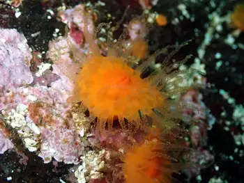 Orange Cup Coral