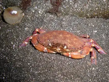 Graceful Crab
