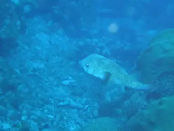 Balloonfish