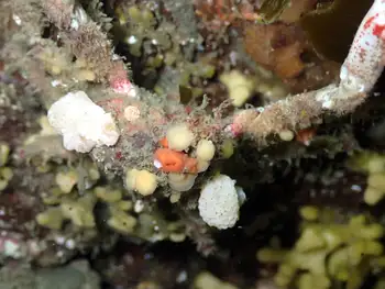 Longhorn Decorator Crab