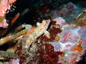 galapagos triplefin blenny