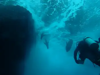 galapagos sea lion