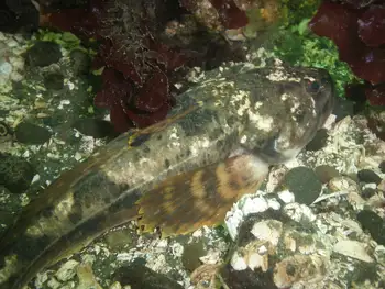 Pacific Staghorn Sculpin