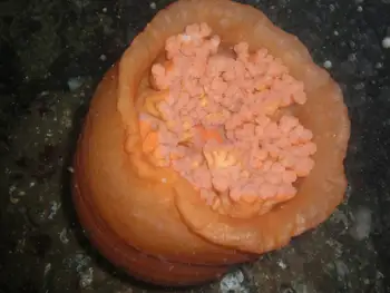 Metridium Anemone