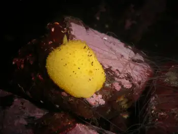 Monterey Sea Lemon