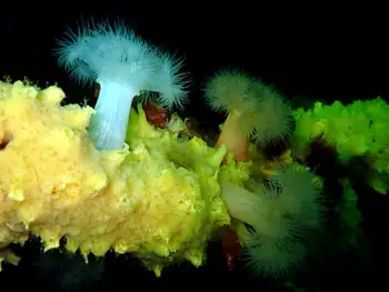Sponges