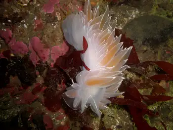 Alabaster Nudibranch