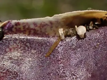 Worm