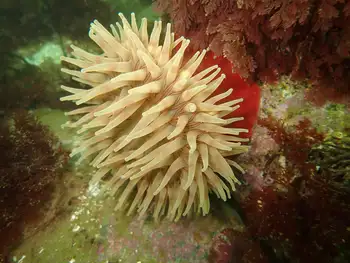 Fish Eating Anemone