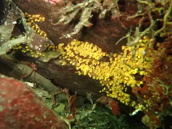 Yellow Boring Sponge