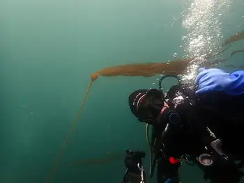 Bull Kelp