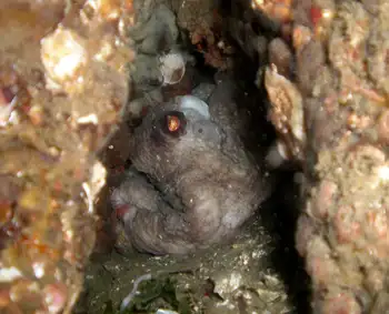 Giant Pacific Octopus