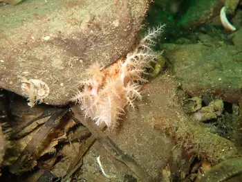 Pale Sea Cucumber