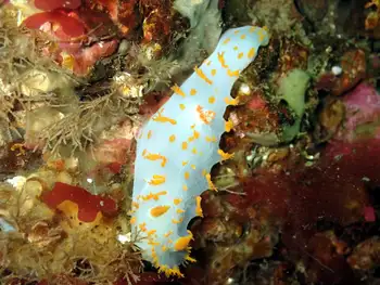Modest Clown Nudibranch