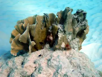 Blade Coral