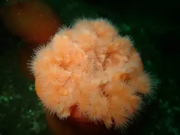 Metridium Anemone