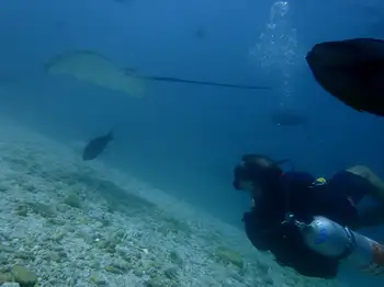 Sting Ray