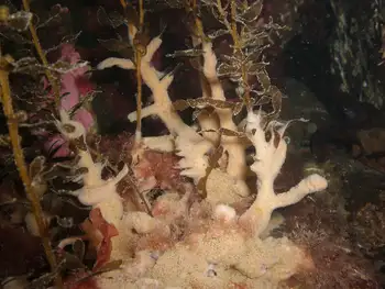 california sea pork tunicate