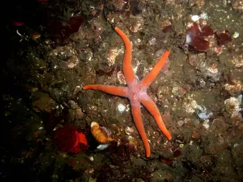 Armpit Blood Star
