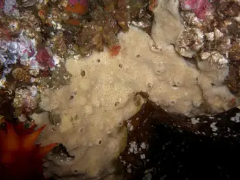 Hard Gnarled Clump Sponge