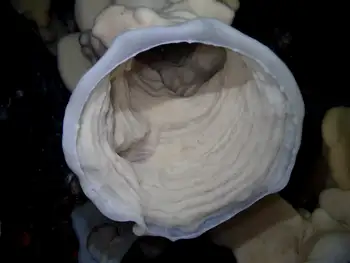 Cloud Sponge