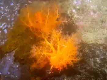Red Sea Cucumber